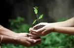 Benefits of Tithing Giving Plant