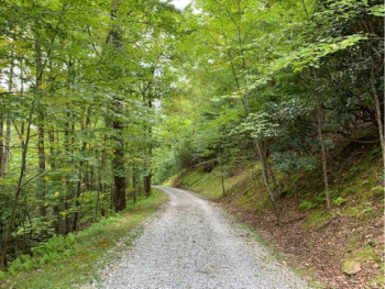 Forest pathway symbolizing the pathways that open up when using the benefits of visualization.