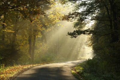 Forest path:  Light the way with abundance affirmations.