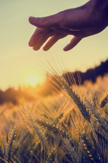 Prosperity Affirmations:  Farmer in Wheat Field