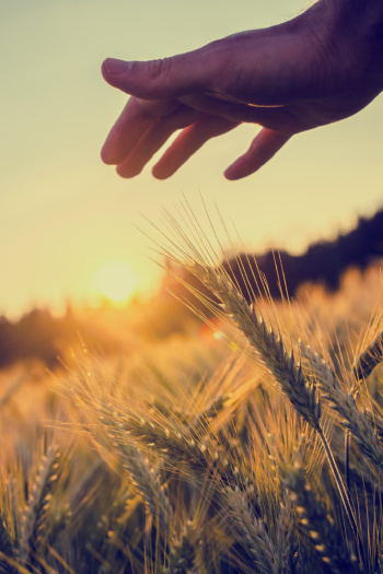 Prosperity Affirmations start with an image that is the symbol of wealth and prosperity - wheat thriving under the soft sun.