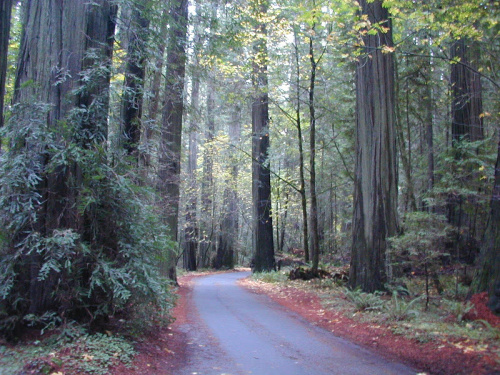 Redwood forest path symbolizing the spiritual journey of becoming prosperous.