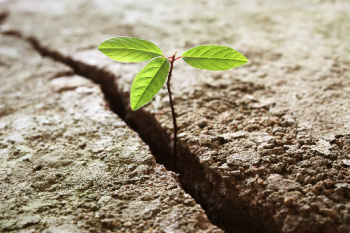 Plant breaking through concrete.  This photo symbolizes that vibrational energy healing is a journey requiring inner growth.