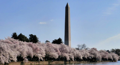 The Washington Monument, with cherry blossoms.  The DC/Virginia area is where this global prosperity project was born.