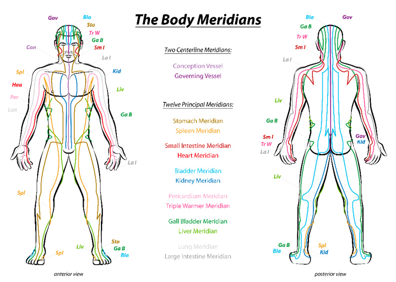 Meridians, shown here, are an important part of the human energy field.