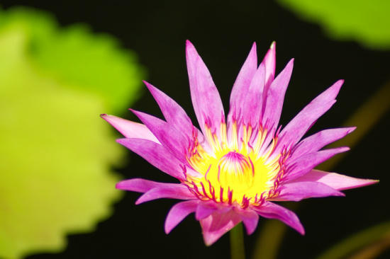 Pink Lotus Representing Spirituality and Lightarian AngelLinks.